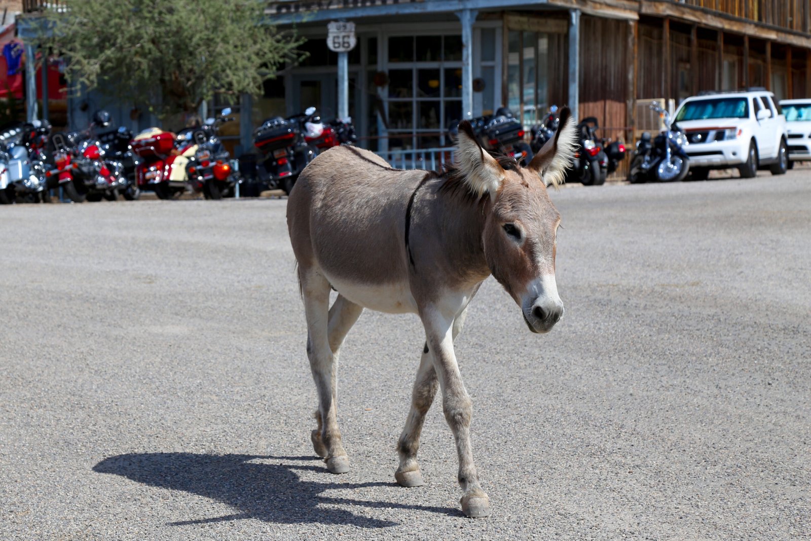 Why Oatman Captures Our Hearts (image credits: wikimedia)
