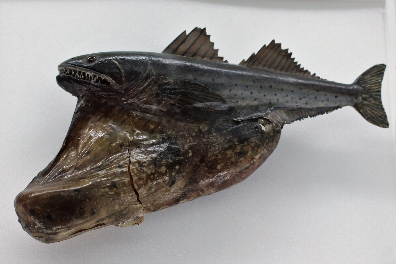 Meet the Black Swallower: The Real-Life Monster (image credits: wikimedia)