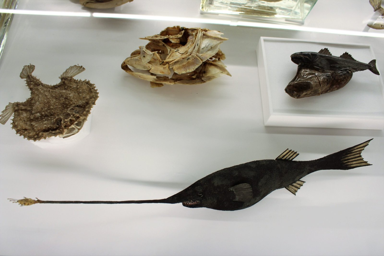 Nature’s Stretchy Secrets: How Do They Do It? (image credits: wikimedia)