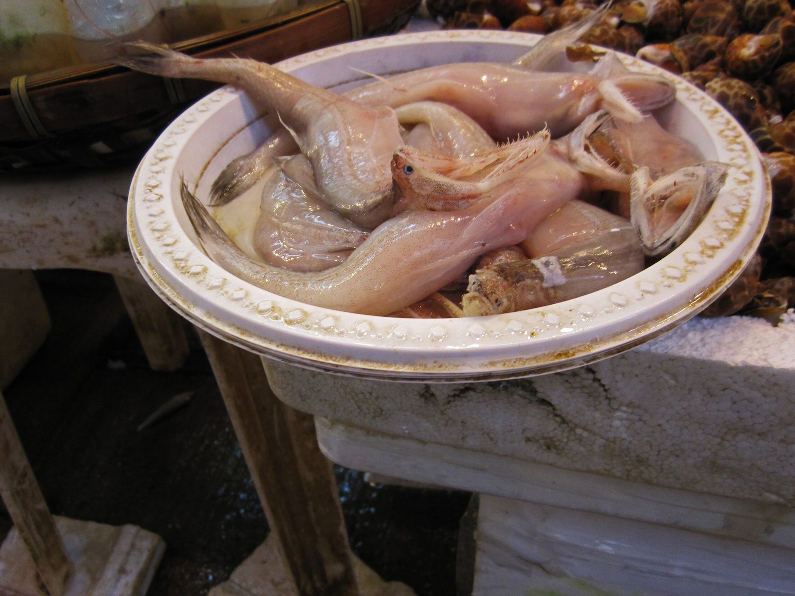 What These Gulpers Teach Us About Adaptation (image credits: wikimedia)