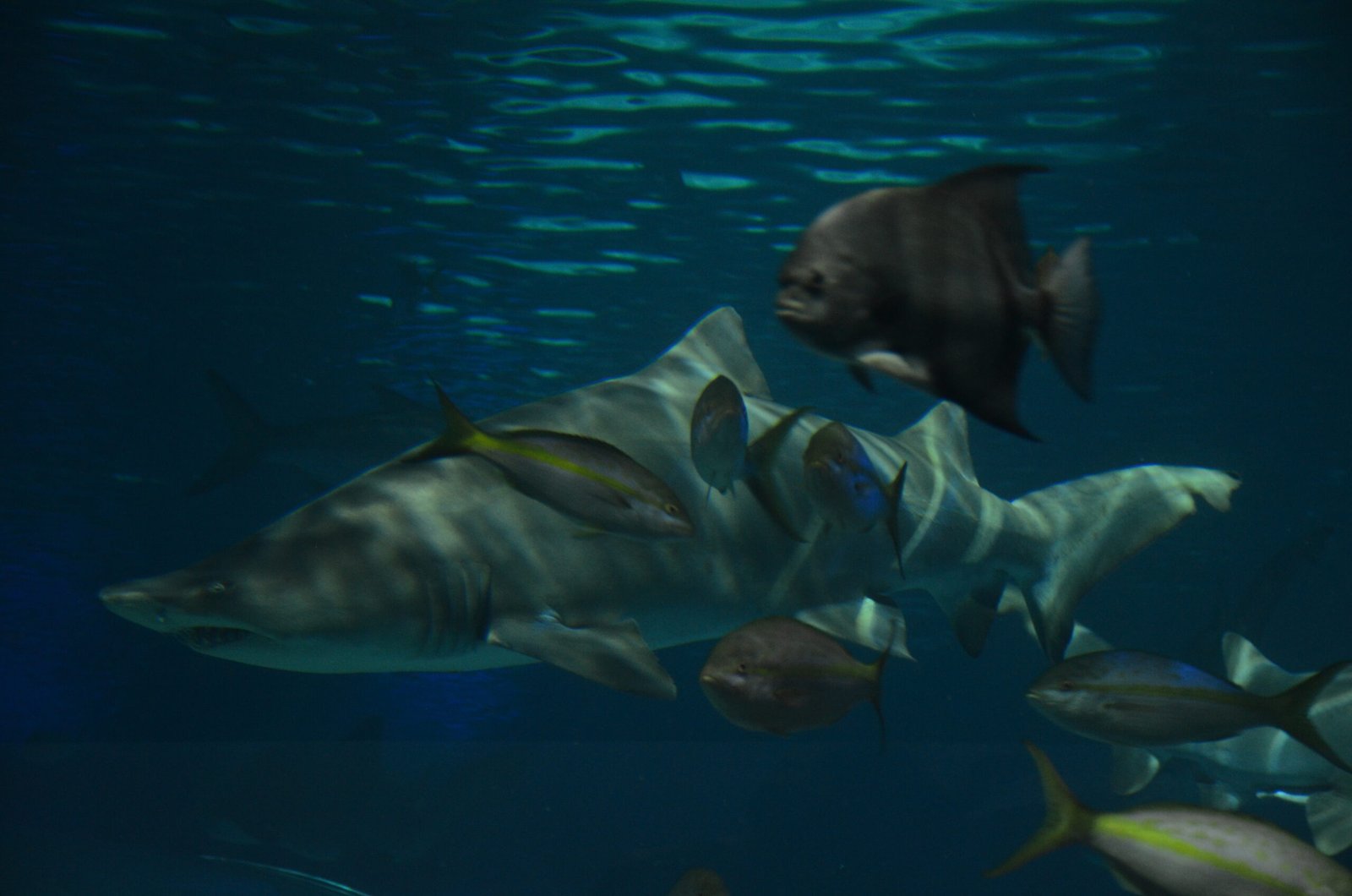 Final Reflections on Nature’s Gulpers (image credits: wikimedia)