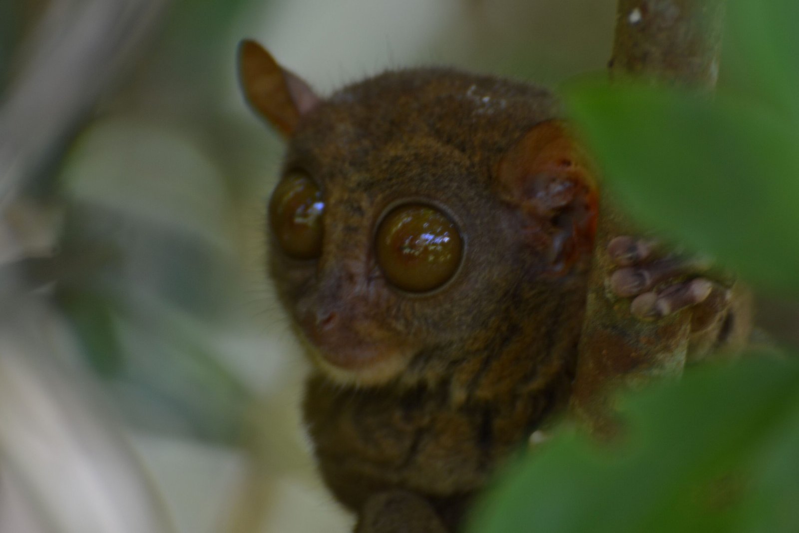 The Eyes Have It: A Vision Built for the Night (image credits: wikimedia)