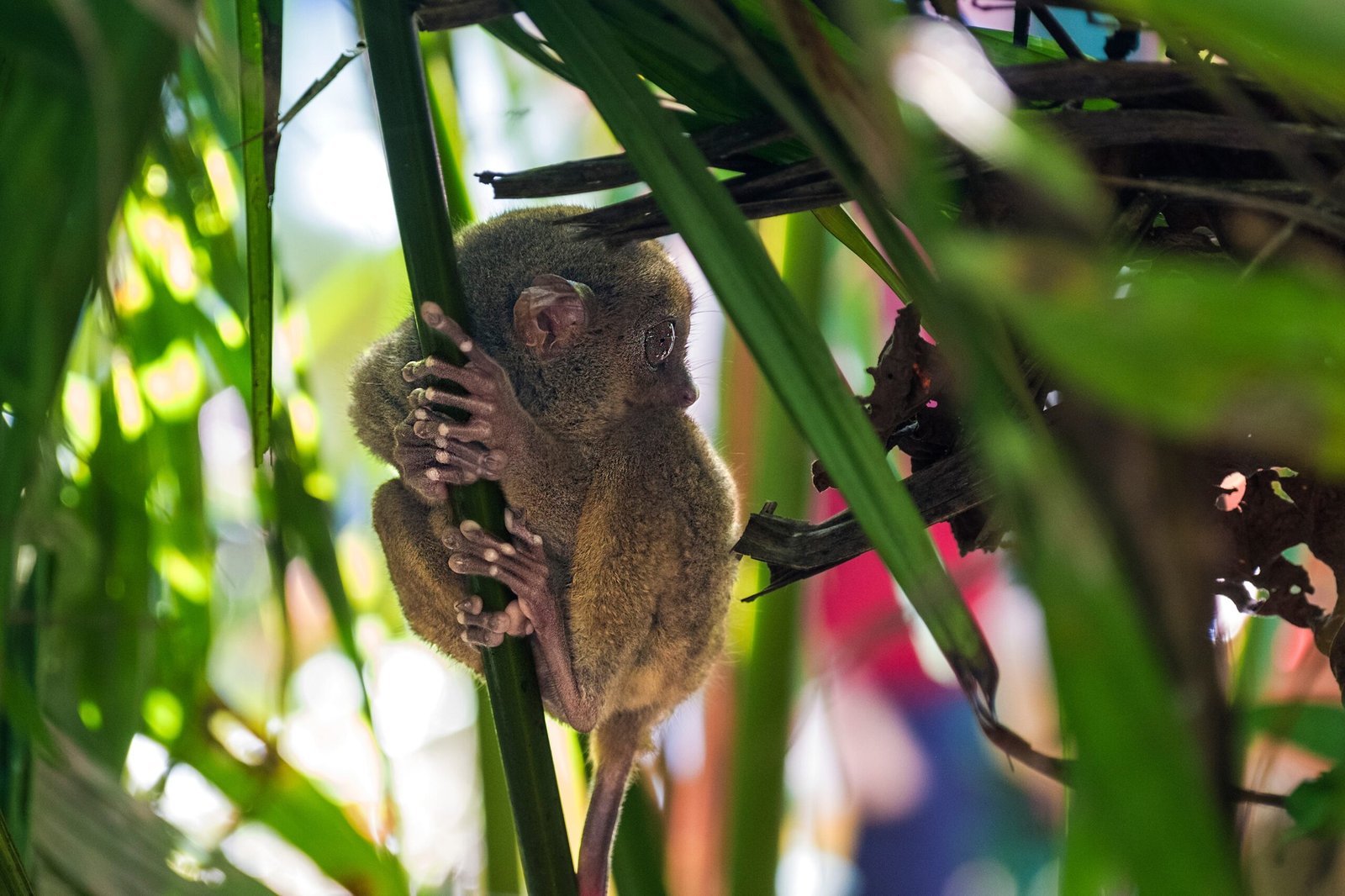 Habitat Under Threat: The Struggle for Survival (image credits: wikimedia)