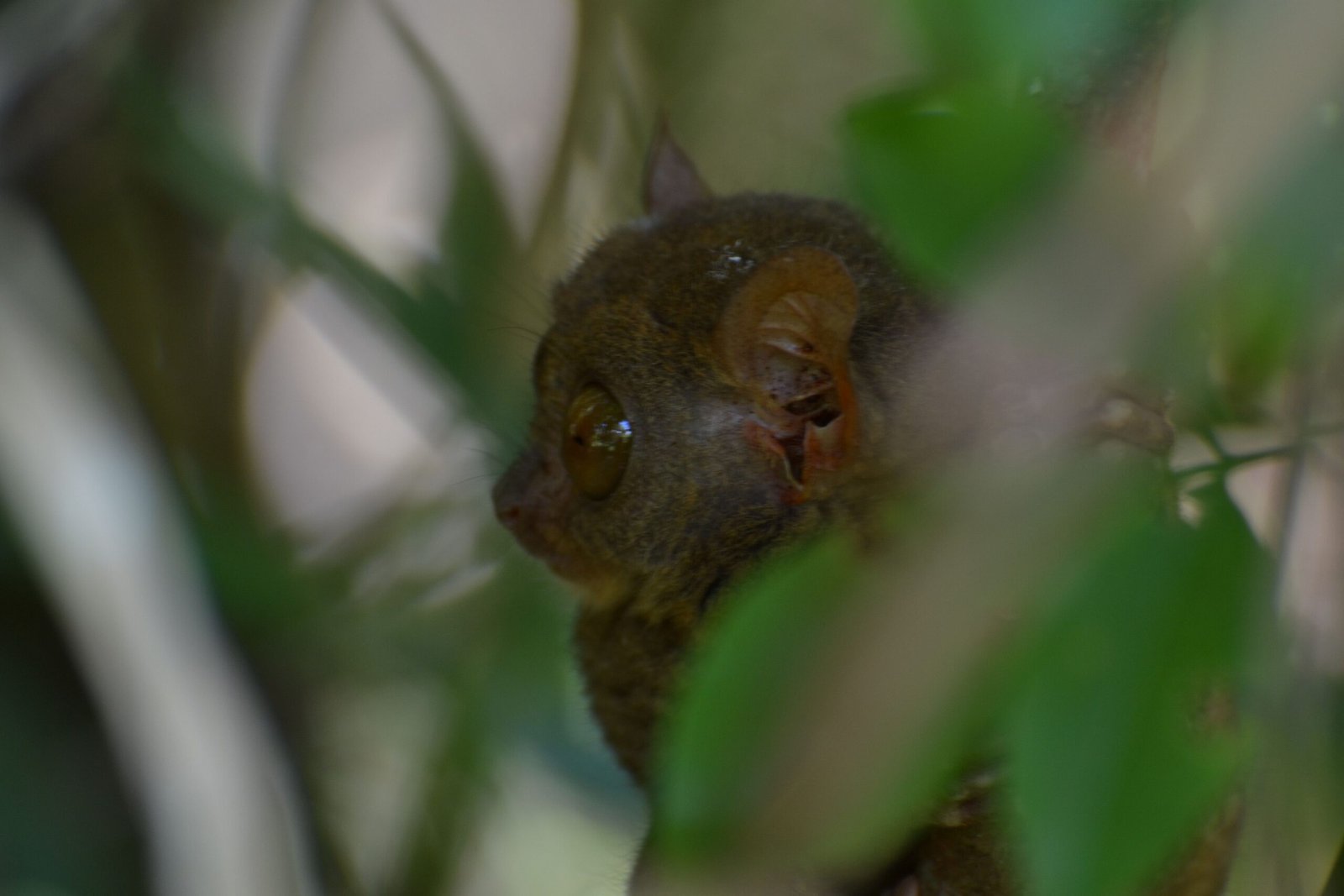 Remarkable Adaptations: How Tarsiers Thrive (image credits: wikimedia)