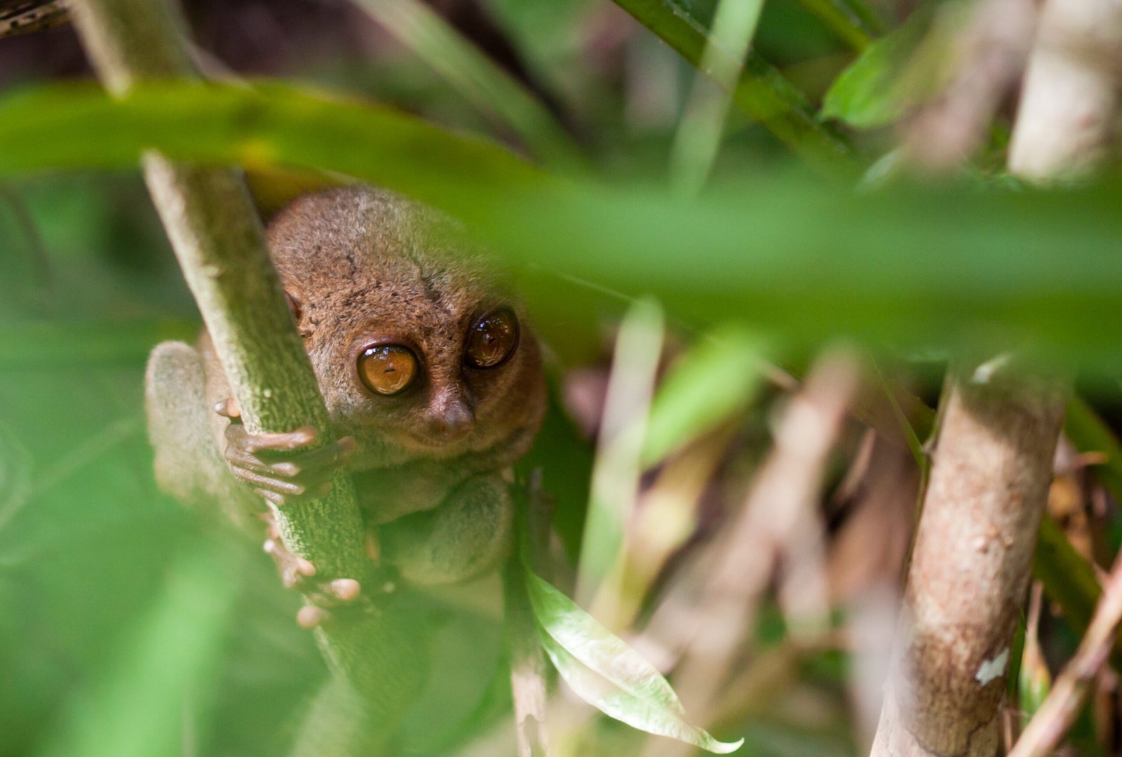 Guardians of the Night: The Role of Tarsiers in the Ecosystem (image credits: wikimedia)