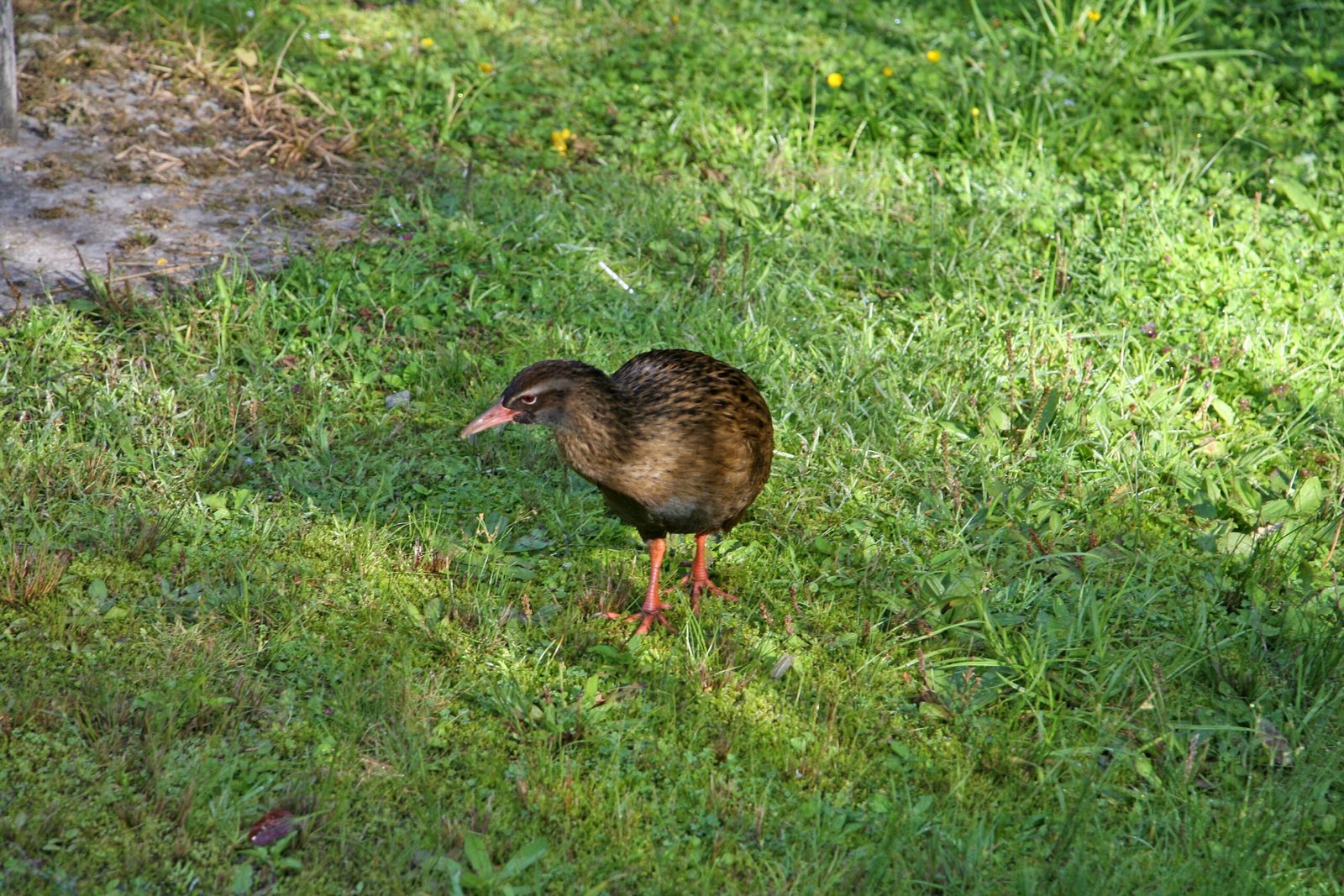 Echoes of Ancient Evolution (image credits: wikimedia)