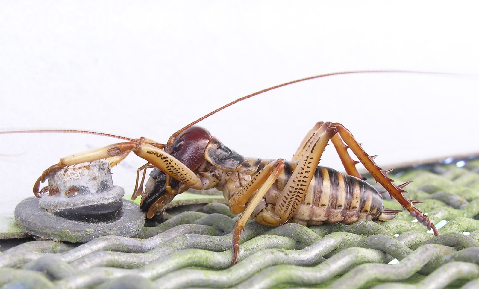 Wētā: The Insect Sound Engineers (image credits: wikimedia)