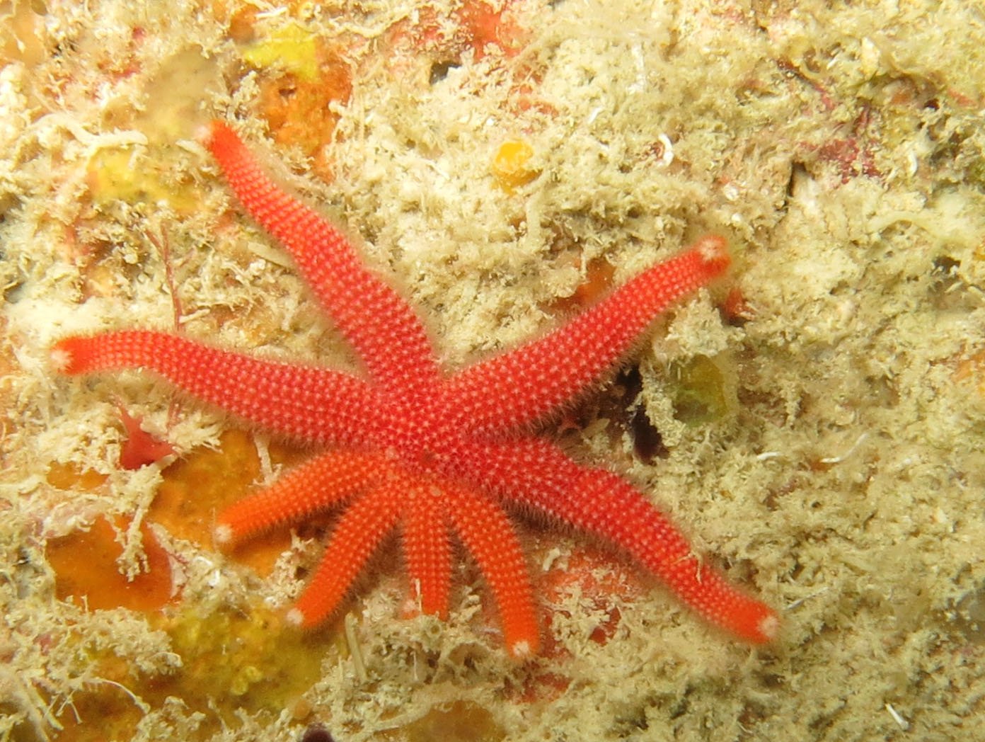 Evolutionary Advantages in a Dangerous World (image credits: wikimedia)