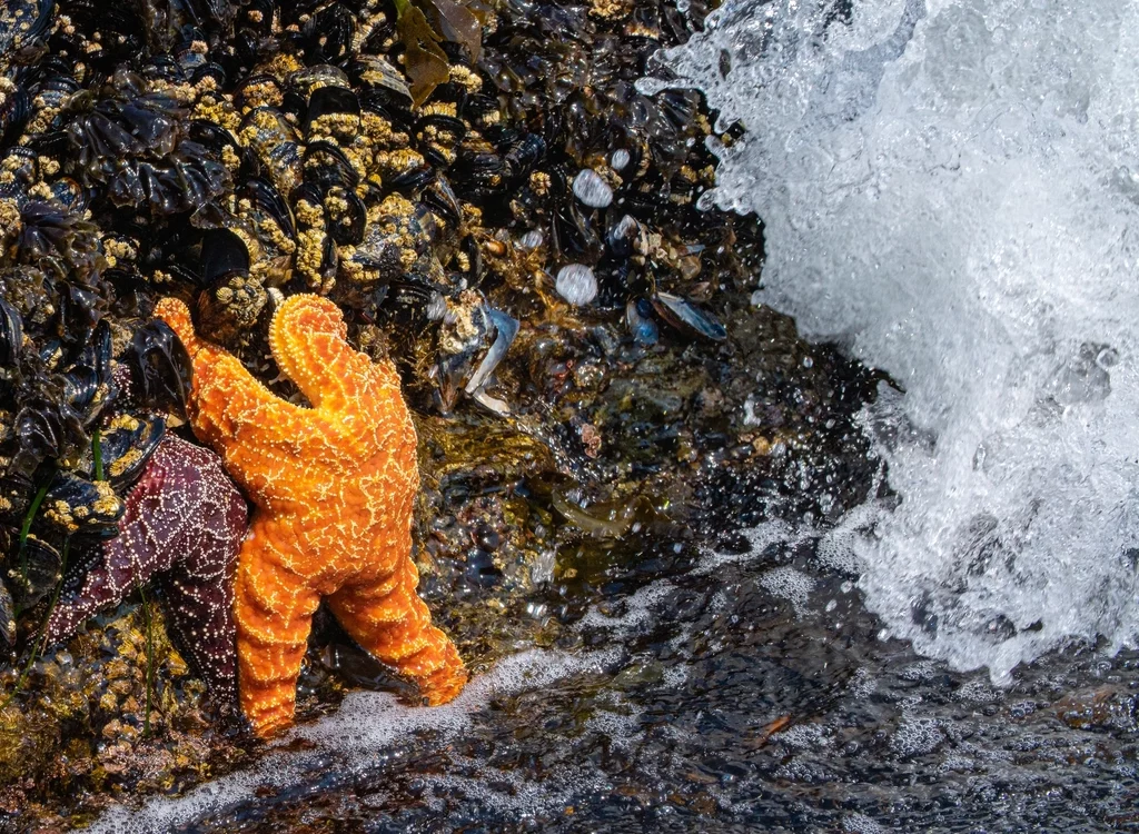 The Lasting Wonder of Ocean Life