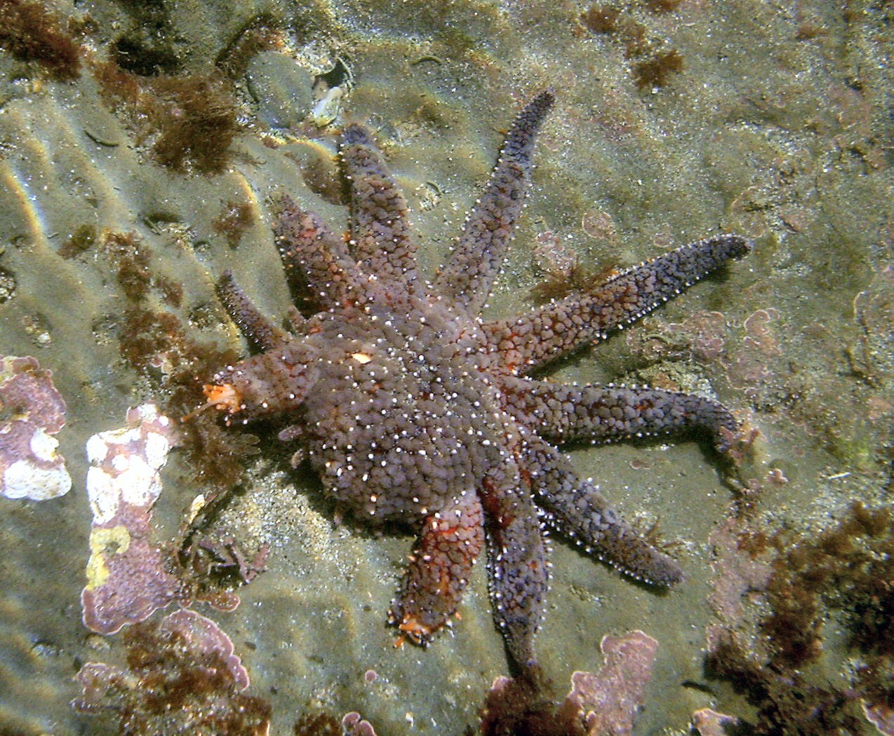 The Sea Creature That Can Rip Itself Apart — and Live