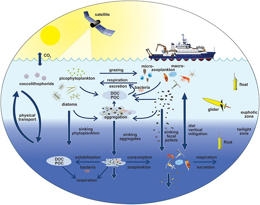 Viruses and the Ocean Food Web (image credits: wikimedia)