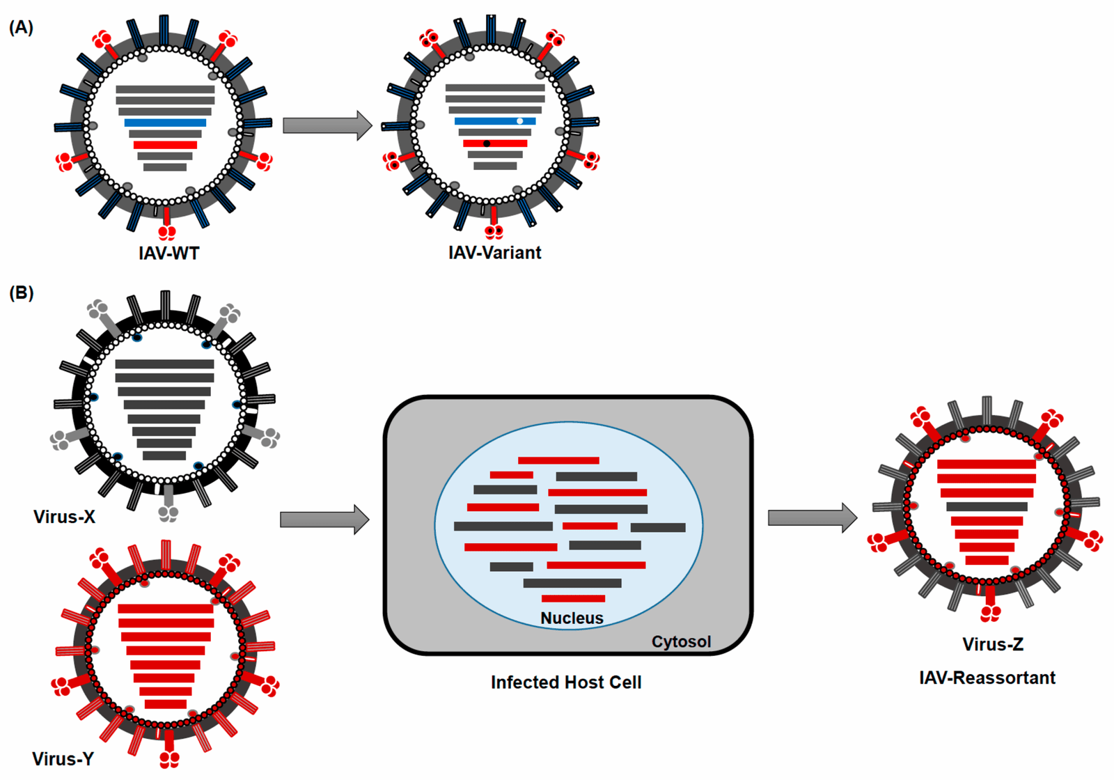 Evolution’s Secret Weapon (image credits: wikimedia)