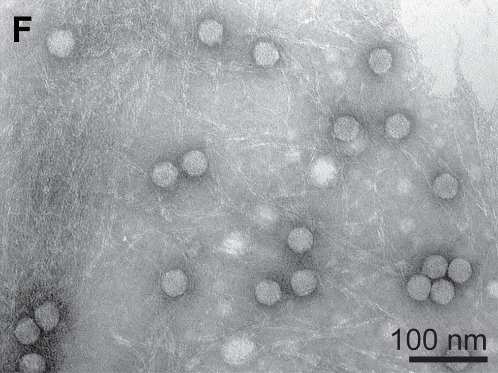 Rethinking Life’s Hierarchy (image credits: wikimedia)