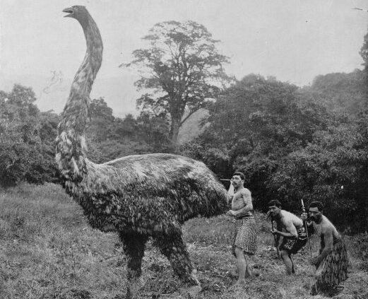 The Enduring Mystery and Awe of the Moa