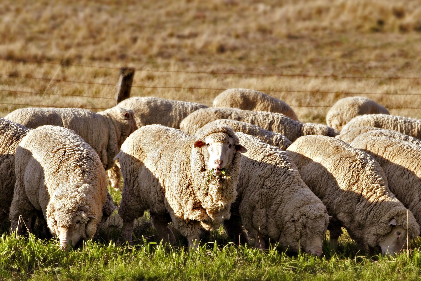 Why Sheep Roam Freely in Summer (image credits: wikimedia)