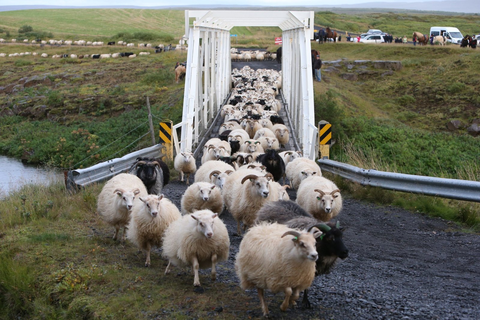 The Annual Roundup: Réttir (image credits: wikimedia)