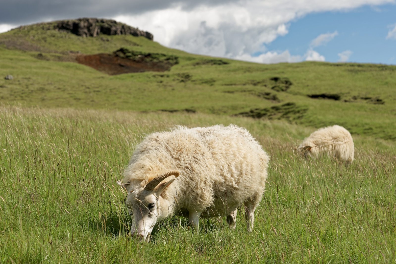 The Role of Sheep in Icelandic Cuisine (image credits: wikimedia)