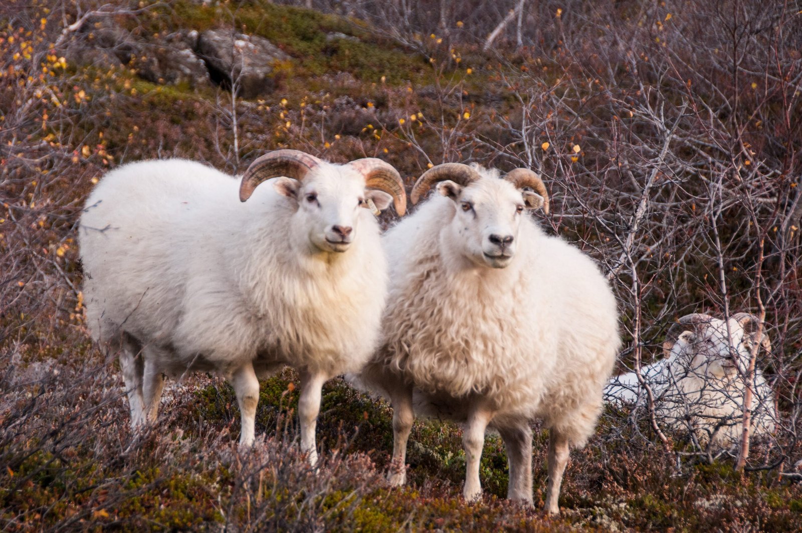 The Emotional Connection: Sheep in Icelandic Culture (image credits: wikimedia)