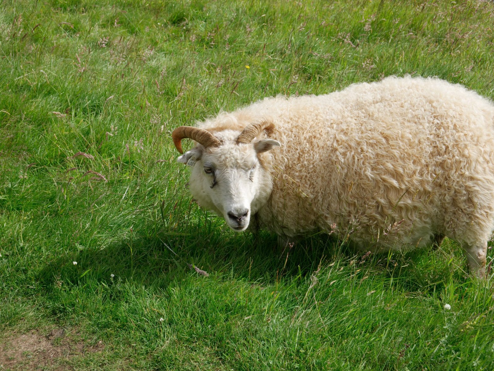 Ecotourism and Sheep in the Icelandic Experience (image credits: wikimedia)