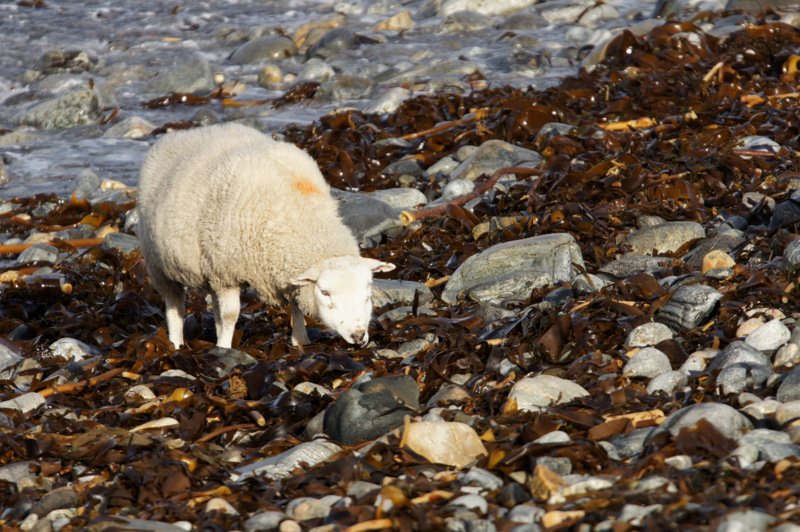 Why Do These Sheep Eat Seaweed? (image credits: wikimedia)