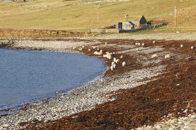 How Seaweed Shapes Their Flavor (image credits: wikimedia)