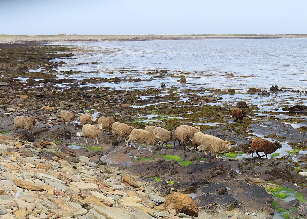 The Science of Seaweed Digestion (image credits: wikimedia)