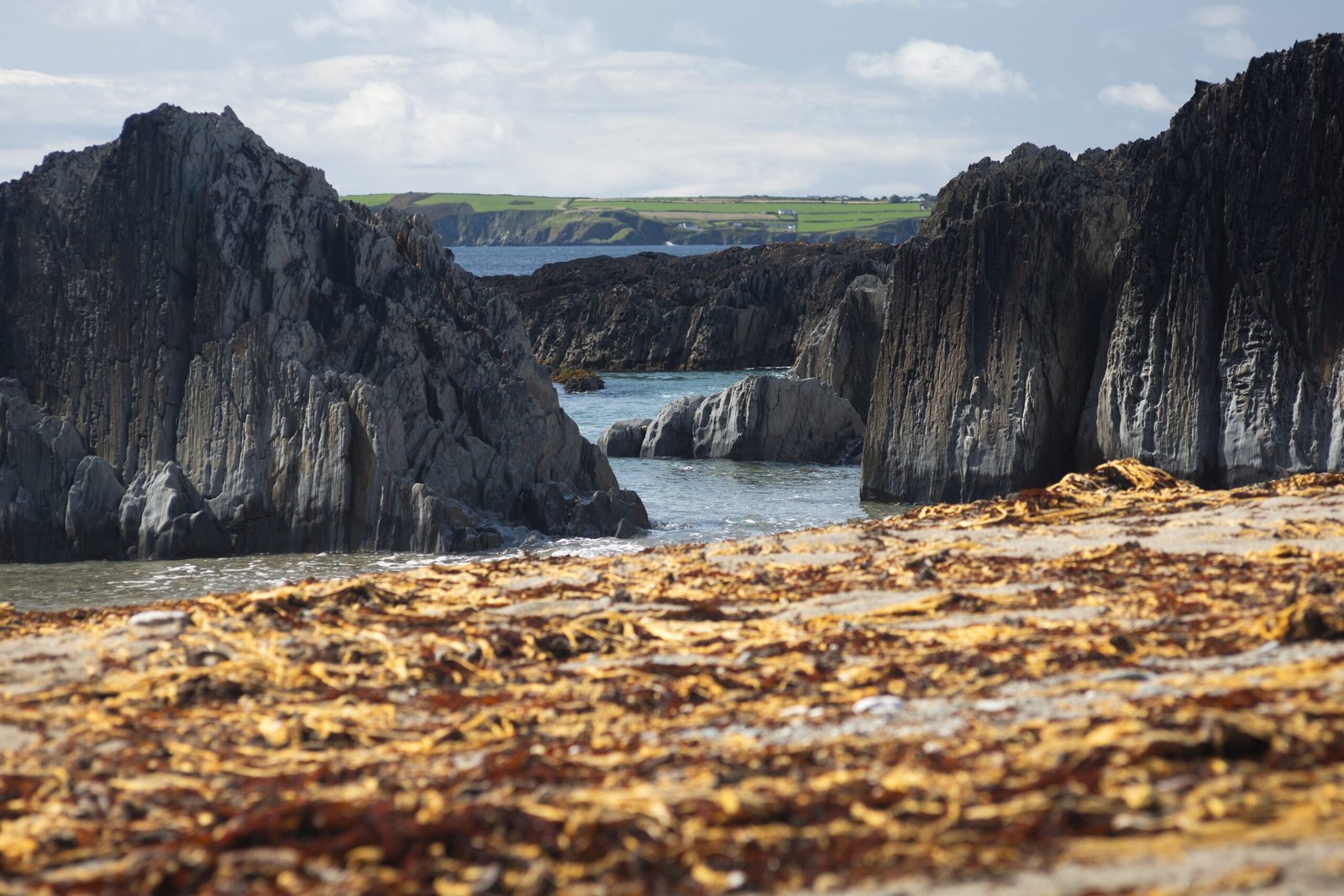 Surviving Harsh Coastal Conditions (image credits: wikimedia)