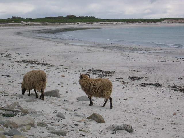 What the Future Holds for Scotland’s Seaweed Sheep (image credits: wikimedia)