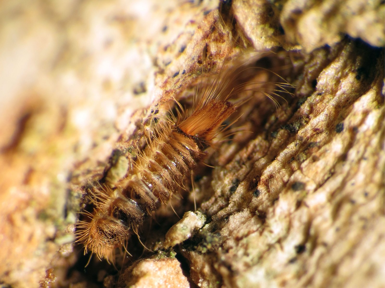 Meet the Dermestid Beetle: Nature’s Cleanup Crew (image credits: wikimedia)