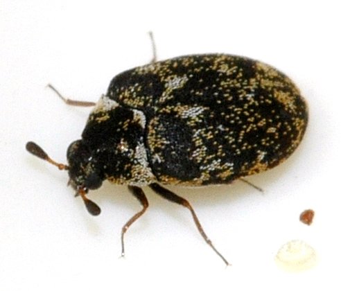 The Science Behind Their Appetite (image credits: wikimedia)