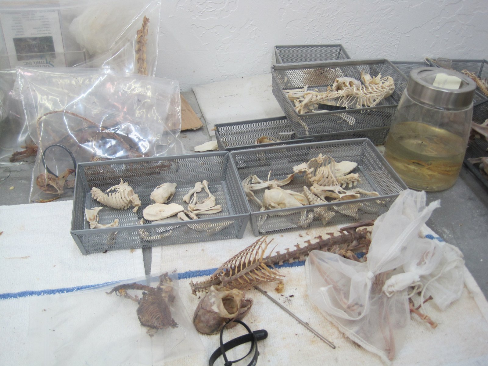 The Art of Skeleton Preparation (image credits: wikimedia)