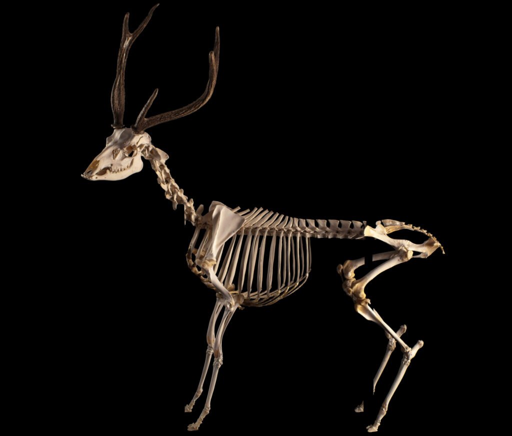 Preserving History for Science and Education