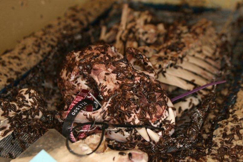 The Perks and Pitfalls of Beetle Cleaning (image credits: wikimedia)