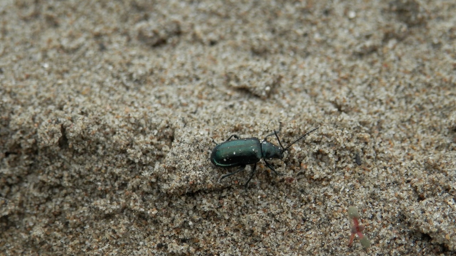 Real-Life Marvels: Notable Skeletons Cleaned by Beetles (image credits: wikimedia)