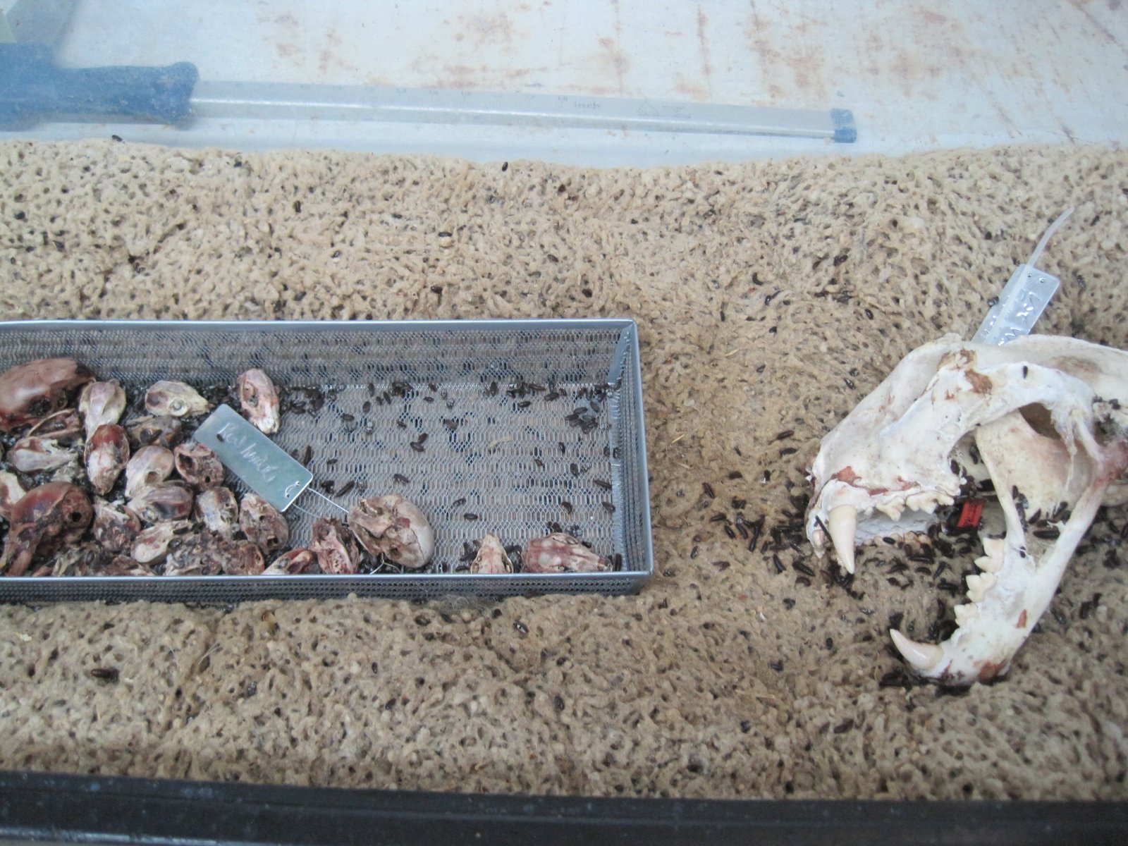 The Ethical Side of Bone Cleaning (image credits: wikimedia)