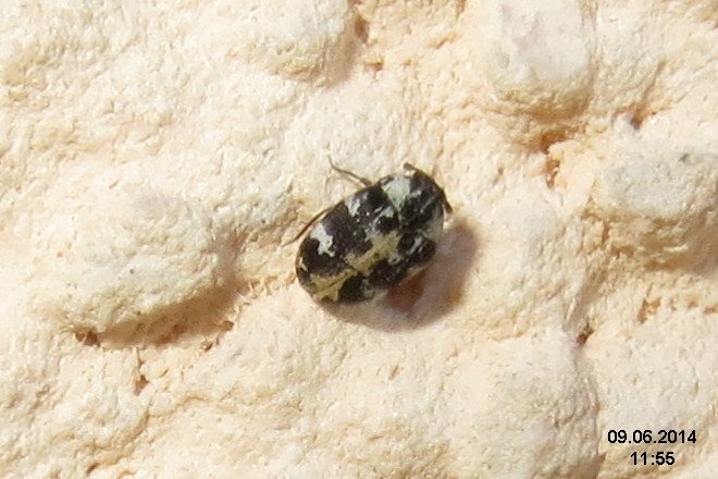 What the Future Holds for Beetle Cleaners (image credits: wikimedia)