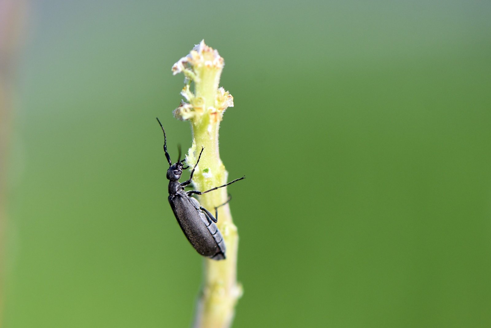 The Lasting Impact of a Tiny Beetle Army (image credits: wikimedia)