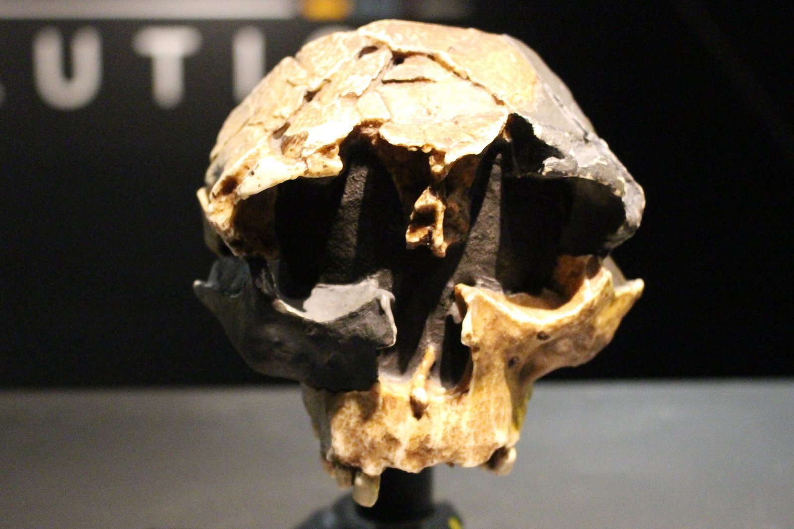 Homo Antecessor: The Early Cannibals? (image credits: wikimedia)