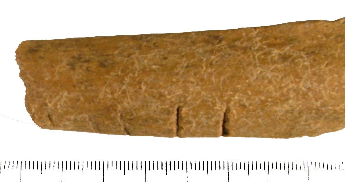 The Puzzle of Cut Marks and Human Tools (image credits: wikimedia)