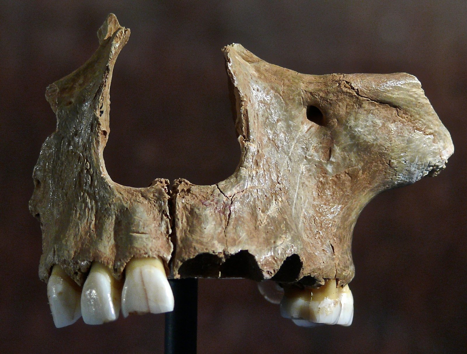 Gough's Cave: A Window into Ice Age Life (image credits: wikimedia)