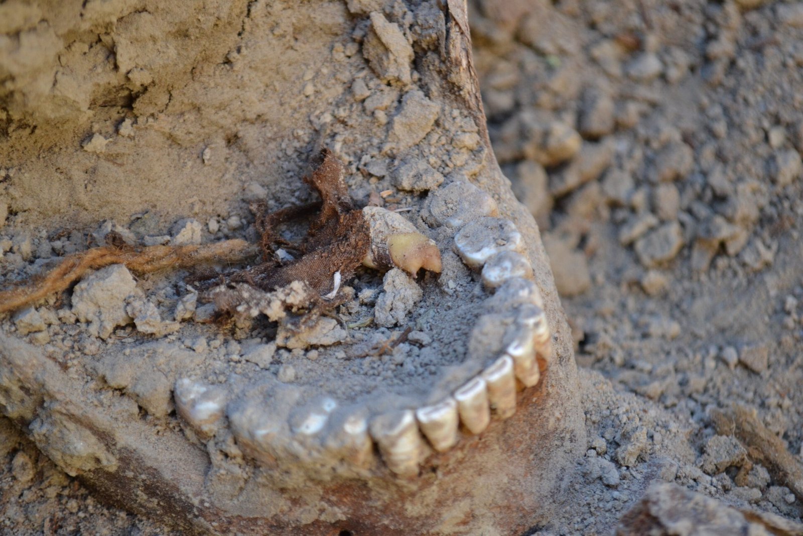 Modern Forensics Meet Ancient Mysteries (image credits: wikimedia)