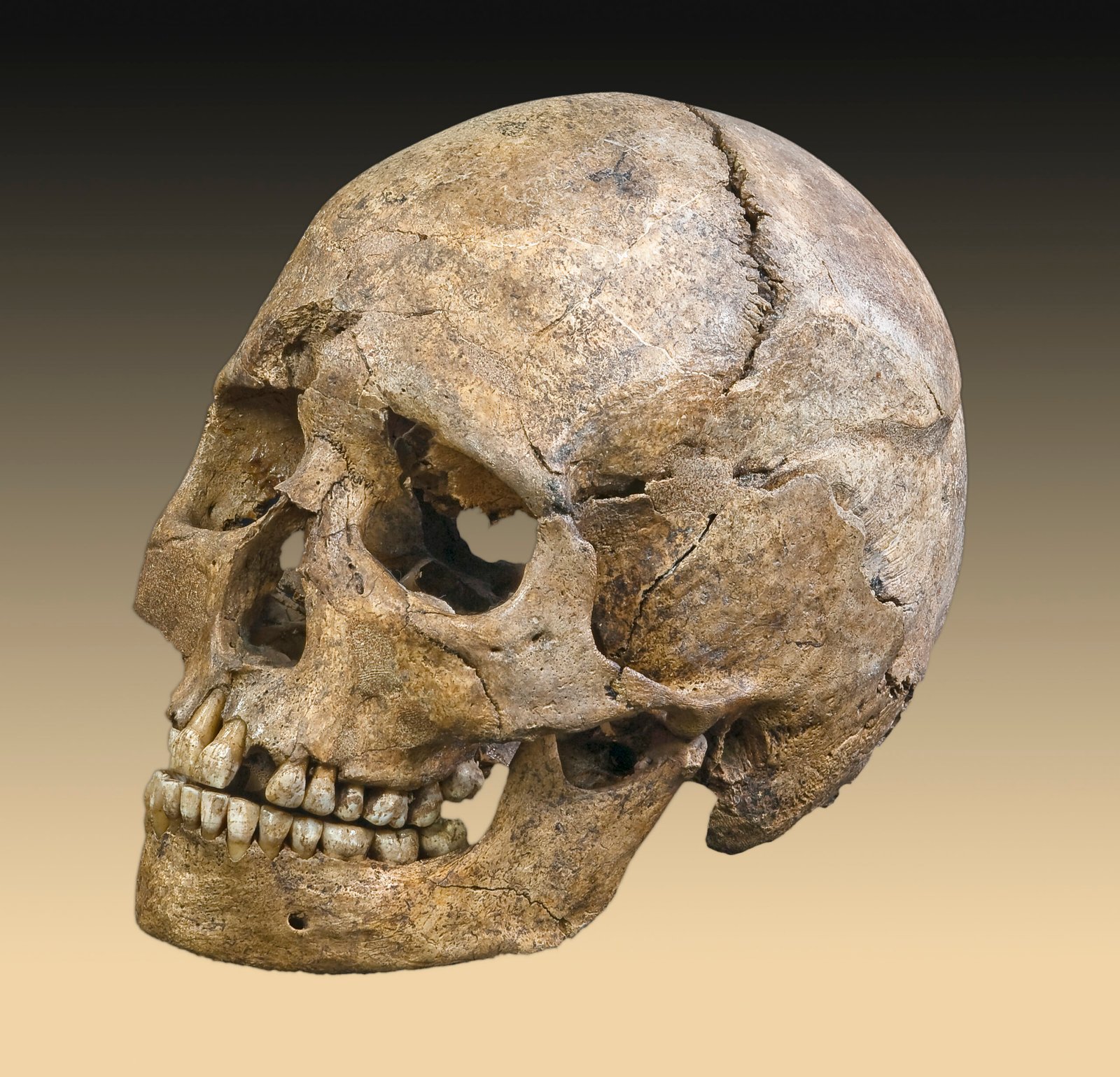 The Mystery Remains: What Does Cannibalism Tell Us? (image credits: wikimedia)
