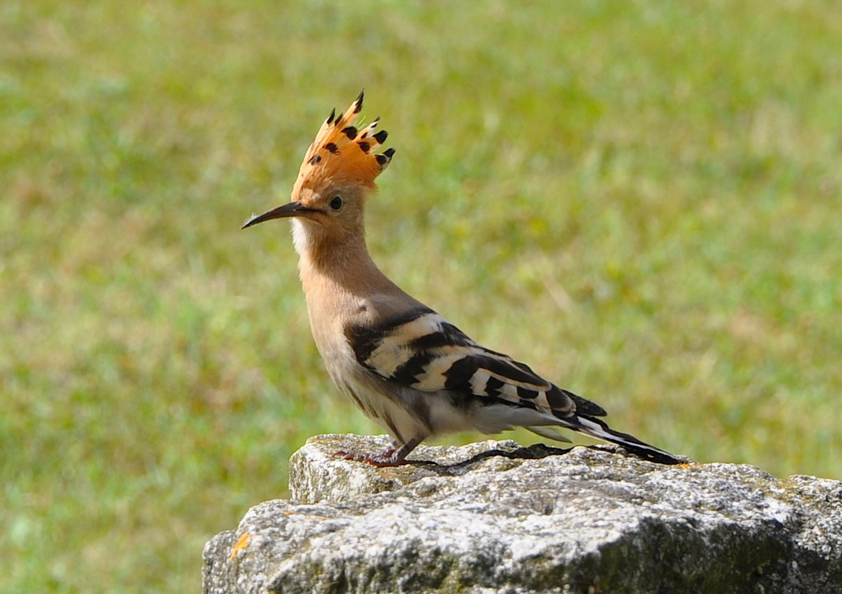 Unveiling Italy’s Most Infamous Avian Offenders (image credits: wikimedia)