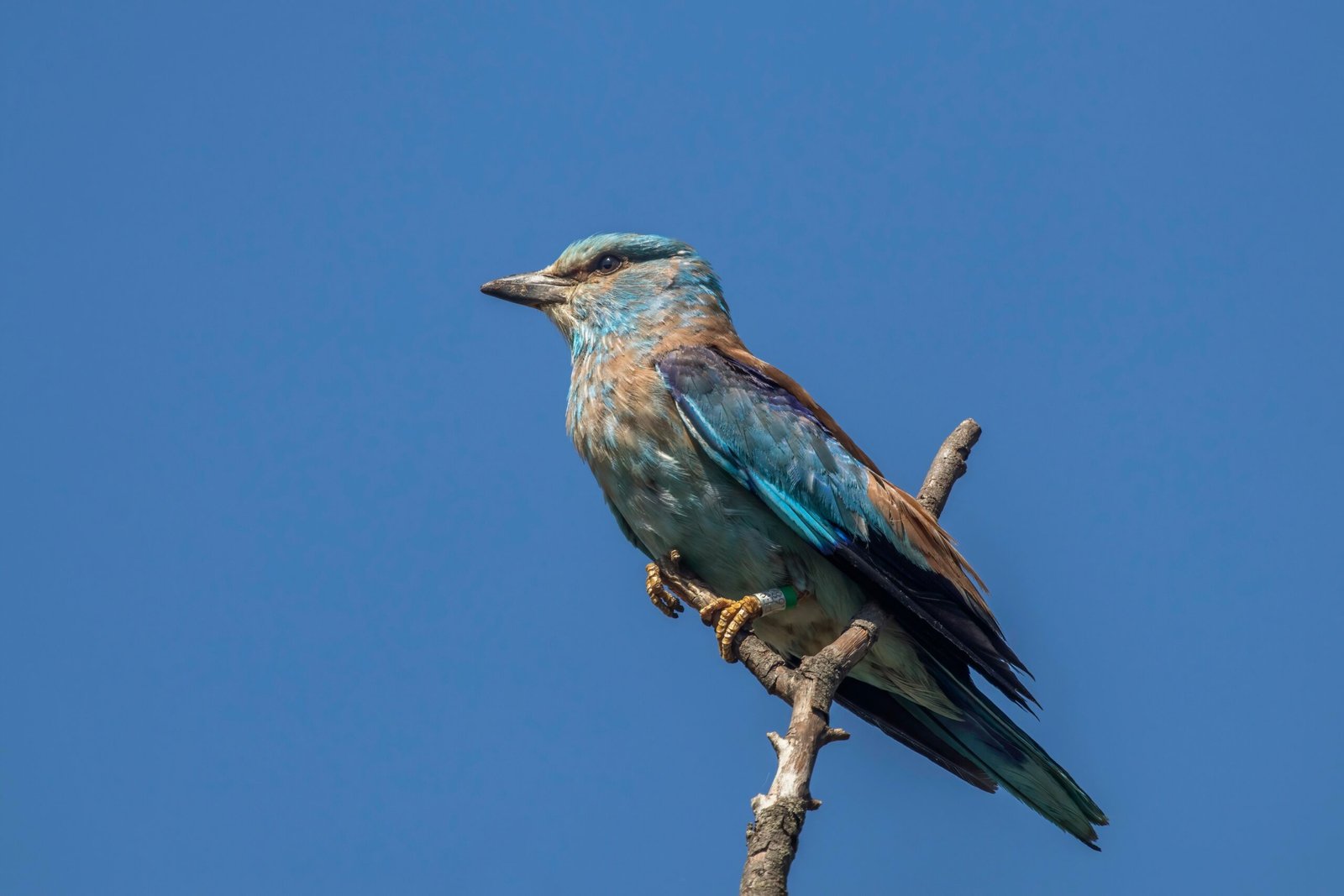 European Roller: The Artful Dodger of the Italian Skies (image credits: wikimedia)