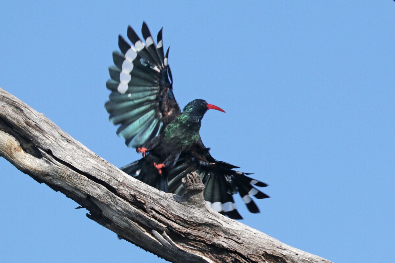 The Role of Smell in Bird and Predator Interactions (image credits: wikimedia)