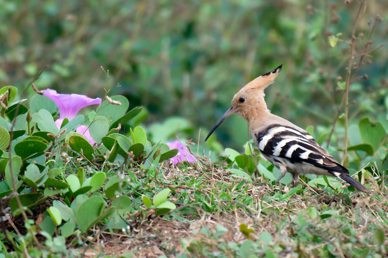 Cultural Significance: Birds, Myths, and Folklore (image credits: wikimedia)