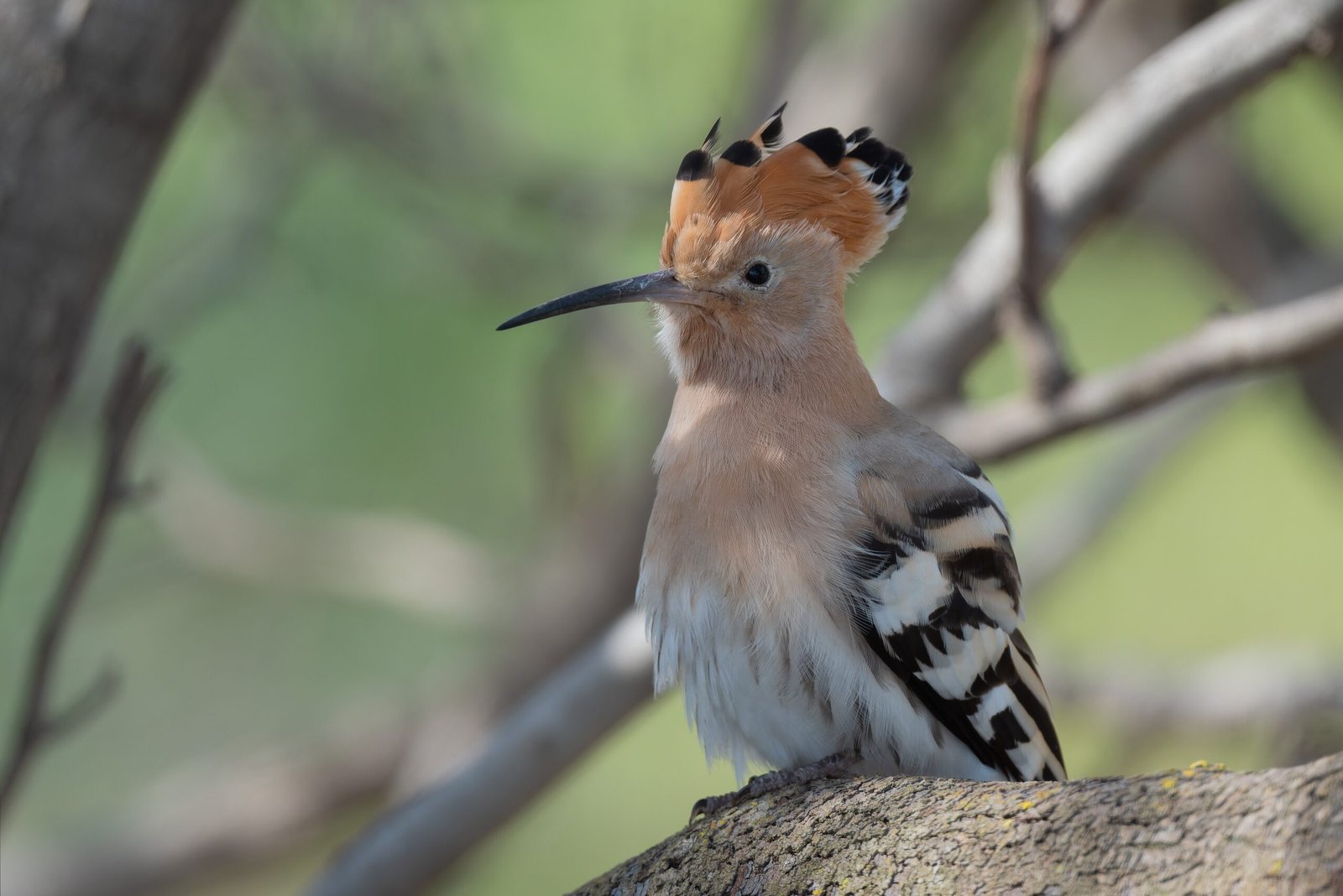 Conservation Concerns: Protecting Italy’s Stinky Defenders (image credits: wikimedia)