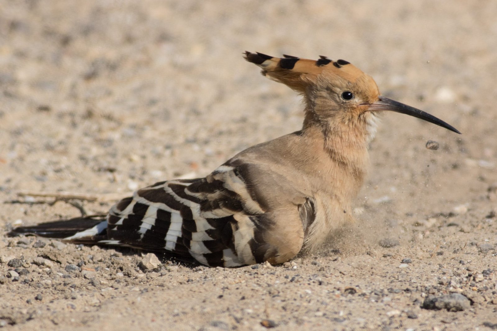 Italy’s Stink-Bombing Birds: Nature’s Unforgettable Performers (image credits: wikimedia)