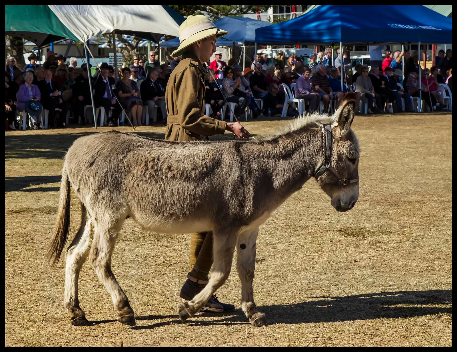 Comparing Donkeys, Horses, and Mules (image credits: wikimedia)