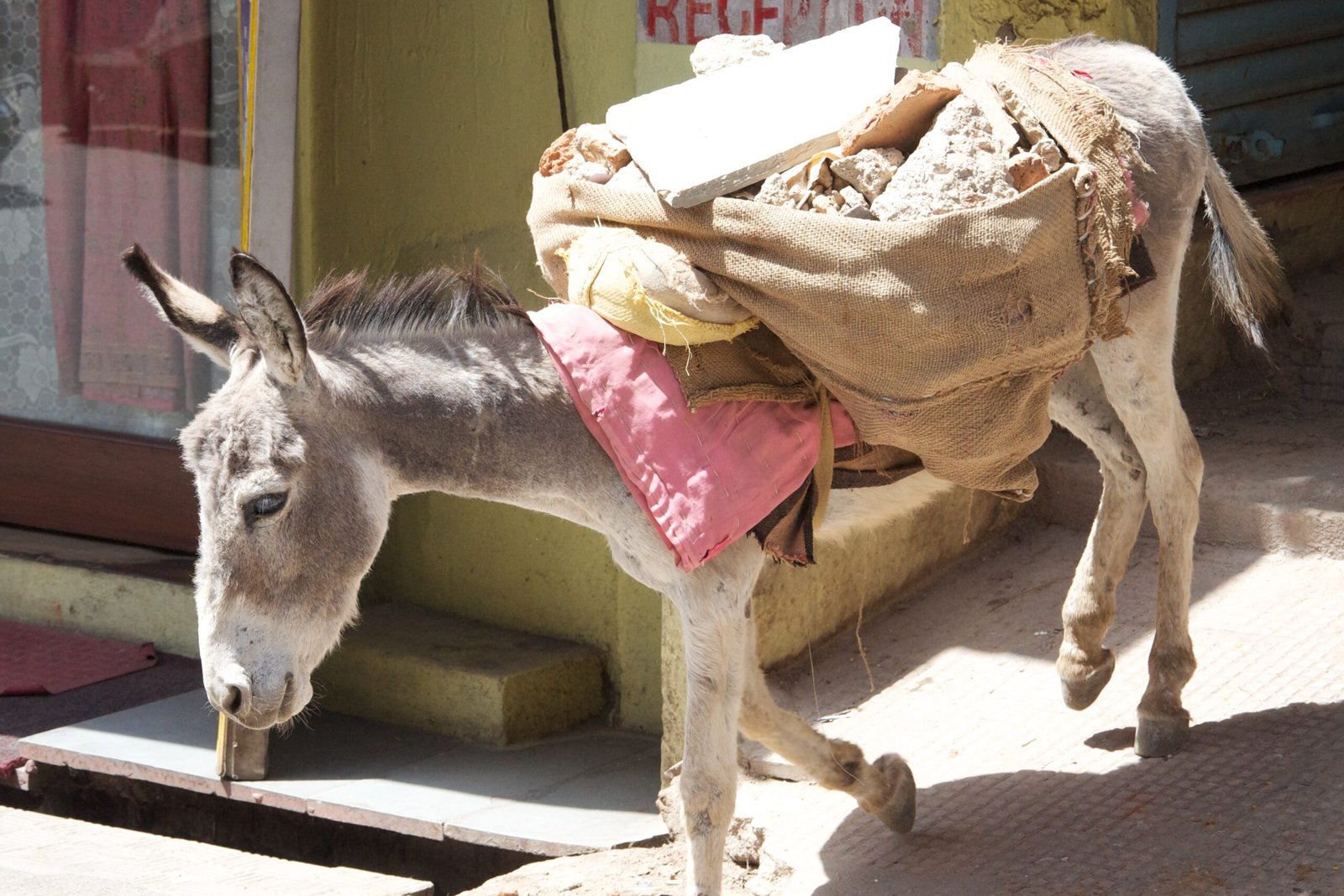 Conservation Challenges Facing Donkeys and Wild Relatives (image credits: wikimedia)